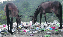 Animals feed on garbage on the Reasi-Katra road on Thursday. A Tribune photograph