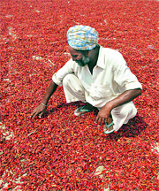 A farmer spreads red chilli under the sun at a market in Nabha, 30 km from Patiala.