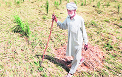 A farmer inspects his crop after heavy rain accompained by strong winds lashed parts of Amritsar. photo: Vishal Kumar