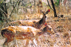Deer sense the arrival of a lion much before it actually appears