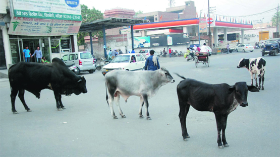 Stray cattle on roads continues to trouble commuters in Bathinda. Tribune photo: Pawan Sharma