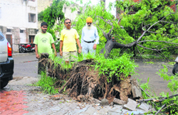 An uprooted tree which damaged a car parked under it in Sector 44, Chandigarh. 