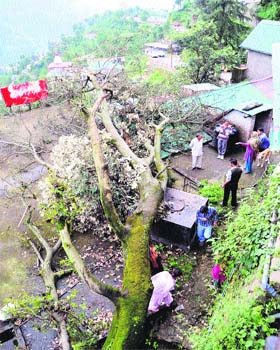 Onlookers gather after uprooted trees fell on a house due to heavy rain in Shimla on Monday