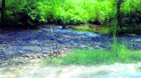 The black chemical dumped in the forest area near Bilaspur village on Monday.