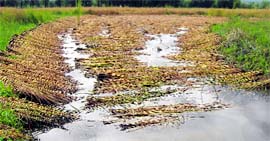 Harvested paddy crop lies in rainwater at a village in north Kashmir on Tuesday.