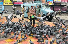 A Kashmiri man feeds pigeons in Srinagar on Tuesday.