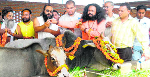 Saints and social activists perform rituals for the rescued cows at Shri Krishanaya Desi Gauraksha Gau Lok Dham in Haridwar.
