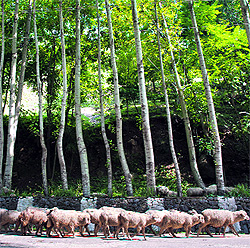 A flock of sheep walks on a road on the outskirts of Srinagar