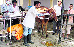 A critically ill cow suffering from cancer undergoing treatment at Govind Godham in Ludhiana