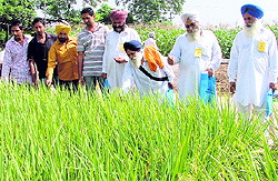 Farmers take a look at paddy crop in an experiment field on the PAU campus