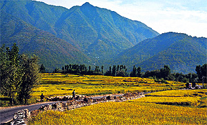 A shepherd walks with a herd of sheep in north Kashmirs Bandipora district