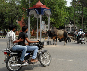 Stray cattle menace continues to haunt commuters in Bathinda. 