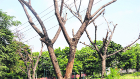 Dead trees alongside a footpath in Sector 19, Chandigarh.