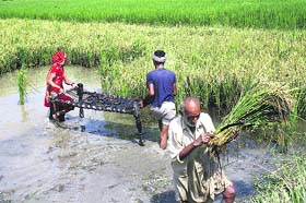 Farmers cut their paddy crop in a waterlogged field at Baland village in Rohtak district on Sunday