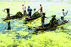 Kashmiri boatmen remove weed and algae from the Dal lake in Srinagar on Sunday