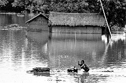 Flood-affected woman rows to a safer area on a makeshift banana raft in flooded Kuthori village near Kaziranga national park, Assam, on Sunday