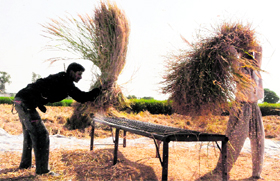 Workers separate grains from plants by thrashing paddy crop at Khassa village near Amritsar.