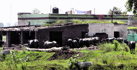 An illegally run dairy near Surya Enclave in Jalandhar.