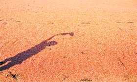 A shadow of a man, shooing away birds, falls on corn that has been left to dry in the sun.