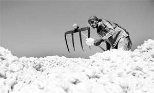 Cotton is an important cash crop in Punjab, Haryana, Rajasthan and western parts of UP and accounts for 22% of the area and 33% of the total production in the country.