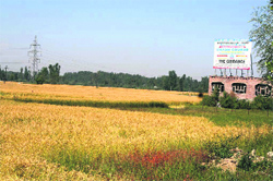 Construction for commercial purposes is fast destroying the fragile agricultural land across Anantnag.