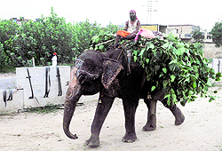 A mahout fetches green leaves for his elephant in Ludhiana on Monday