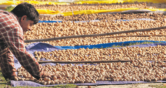 A Kashmiri farmer spreads walnuts along a roadside in Srinagar.