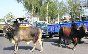 Stray cattle obstruct traffic at Main Chowk in Jagraon on Wednesday. 