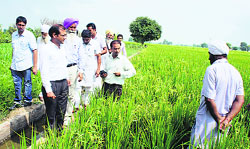 Agriculture experts and farmers examine the directly sown paddy at Kauni village in Muktsar. A Tribune photograph