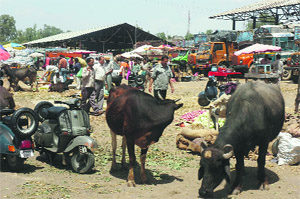 Animals feed on left-over vegetables at the Narwal fruit and vegetable mandi in Jammu.