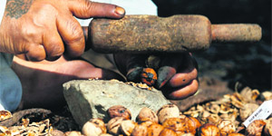 A Kashmiri farmer breaks the inner shell of a walnut after the drying process in Srinagar. 