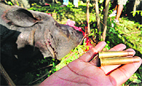 A forest official shows the bullets used by poachers to shoot a rhino that was killed and de-horned by poachers near Kaziranga National Park in Assam