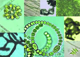 Antarctic Ocean phytoplanktons (plankton species which survive by photosynthesis, like plants) are vital for the regulation of CO2 in the atmosphere  as are all of the thousands of similar species recorded by the crew