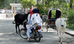 Commuters have a harrowing time on roads because of the stray animals. Photo: Bhupinder Dhillon
