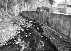 Polluted water flowing in a drain near Sector 7 in Panchkula.