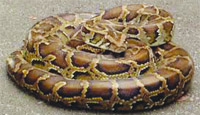 The snake was rescued from a drain in Basti Bawa Khel on Thursday