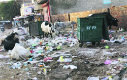 A pile of garbage along a road near the Home for the Blind in Ferozepur. A Tribune photograph