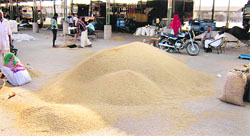Small heaps of parmal at the Fazilka grain market. A Tribune photograph
