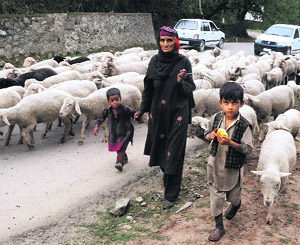 A Kashmiri Bakerwal nomad family on the move with its sheep at Handwara in Kupwara district.