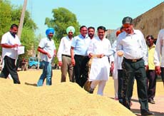 Bathinda (Urban) MLA Sarup Chand Singla examines the crop that has arrived. 
