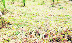 A damaged paddy crop due to delayed rainfall in the Majha region. 