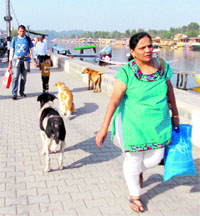The rising number of stray dogs poses problems for local pedestrians at the Boulevard Road in Srinagar.