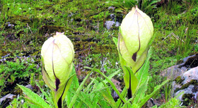 A file photo of Brahma Kamal