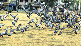 As paddy arrival has started and procurement is yet to begin, pigeons flock to the main Grain Market in Jalandhar on Tuesday.