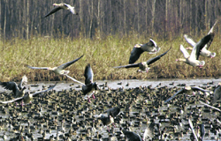  Migratory birds flock at the Hokersar wetland on the outskirts of Srinagar. 