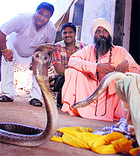 Cobras captured by snake charmers at Ram Darbar in Chandigarh on Wednesday