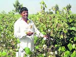 A farmer shows cotton plants hit by the red leaf disease at Goriwala in Sirsa on Tuesday.