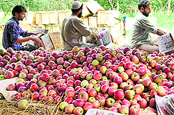 Fruit growers arranging apples in boxes in an orchard in Shopian