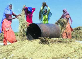 Women winnow paddy crop at Khairpur village near Rajpura