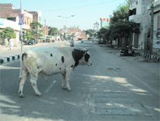 The stray cattle menace has assumed an alarming proportion in the city. 